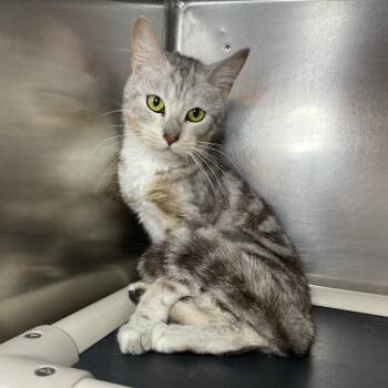 Domestic Short Hair Cats Available for Adoption in Roanoke, Virginia - Marbles | PetCurious