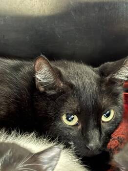 Domestic Short Hair Cats Available for Adoption in Pearland, Texas - COLD BREW | PetCurious