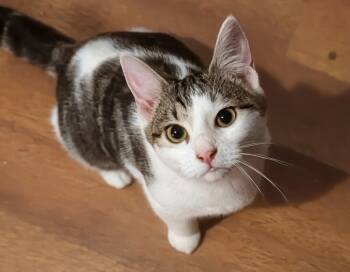 Rescue Domestic Short Hair Cats for Adoption in Jackson, Georgia - Lorraine | PetCurious