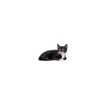 Mulberry -  Domestic Short Hair Cat for Adoption in Los Angeles, California - Mulberry | PetCurious