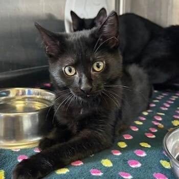 Cayenne -  Domestic Short Hair Cat for Adoption in Knoxville, Tennessee - Cayenne | PetCurious