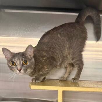 Domestic Short Hair Cats Available for Adoption in Gastonia, North Carolina - Willow | PetCurious