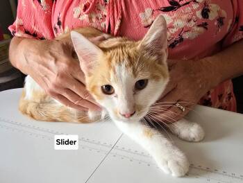 Slider & friends -  Domestic Short Hair Cat for Adoption in Pendleton, Oregon - Slider & Friends | PetCurious