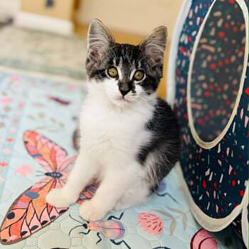 Domestic Medium Hair and Tabby Cats Available for Adoption in Antioch, California - Barbara | PetCurious