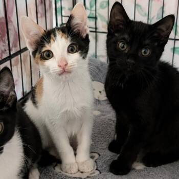 Kennedy -  Domestic Short Hair Cat for Adoption in Gun Barrel City, Texas - Kennedy | PetCurious