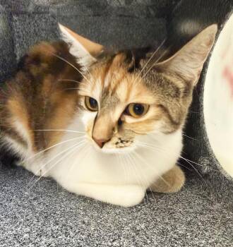 A455311 -  Domestic Short Hair Cat for Adoption in Nashville, Tennessee - A455311 | PetCurious