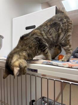 Domestic Short Hair Cats Available for Adoption in Black Eagle, Montana - Ainsley | PetCurious