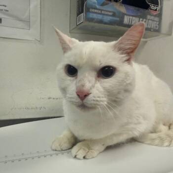 Domestic Medium Hair Cats Available for Adoption in Charleston, West Virginia - Taz | PetCurious