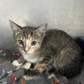 Margarett -  Domestic Short Hair Cat for Adoption in West Point, Mississippi - Margarett | PetCurious