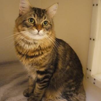 Louie -  Domestic Medium Hair Cat for Adoption in Ashland, Massachusetts - Louie | PetCurious