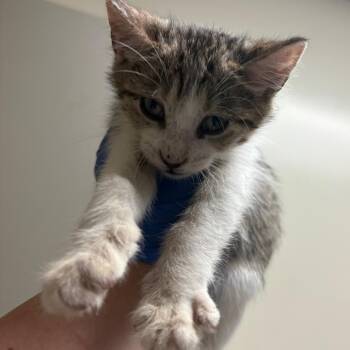 Cove -  Domestic Short Hair Cat for Adoption in Columbus, Georgia - Cove | PetCurious