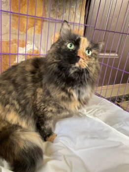 Rescue Maine Coon Cats for Adoption in Herndon, Virginia - Fanni - DECLAWED | PetCurious