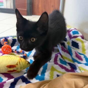 Domestic Short Hair Cats Available for Adoption in West Palm Beach, Florida - Benny | PetCurious