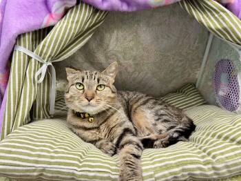 Mila -  Domestic Short Hair Cat for Adoption in Hartville, Ohio - Mila | PetCurious