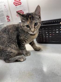 Domestic Short Hair Cats Available for Adoption in Baytown, Texas - FAWN | PetCurious