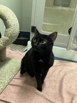Will -  Domestic Short Hair Cat for Adoption in Fall River, Massachusetts - Will | PetCurious