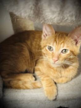 Bongo -  Domestic Short Hair Cat for Adoption in Jackson, Georgia - Bongo | PetCurious