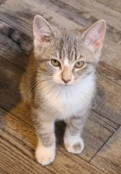Indigo River -  Domestic Short Hair Cat for Adoption in Verona, Wisconsin - Indigo River | PetCurious