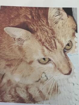 Domestic Short Hair Cats Available for Adoption in New Windsor, New York - Saffron | PetCurious