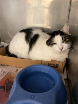 Newt -  Domestic Short Hair Cat for Adoption in Monroe, Georgia - Newt | PetCurious