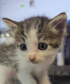 61460360 -  Domestic Short Hair Cat for Adoption in El Paso, Texas - 61460360 | PetCurious