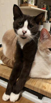 Rescue Domestic Medium Hair Cats for Adoption in Augusta, Georgia - Slugger | PetCurious