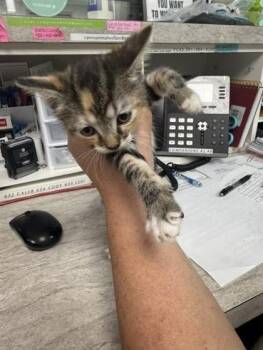 Thelma -  Domestic Short Hair Cat for Adoption in Conway, Arkansas - Thelma | PetCurious
