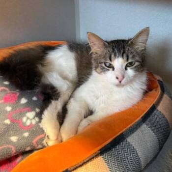 Domestic Long Hair Cats Available for Adoption in Washougal, Washington - Kim | PetCurious
