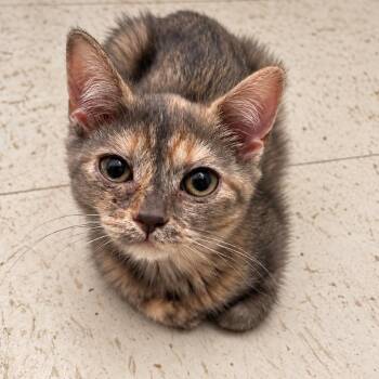 Mudpie -  Domestic Short Hair Cat for Adoption in Austin, Texas - Mudpie | PetCurious