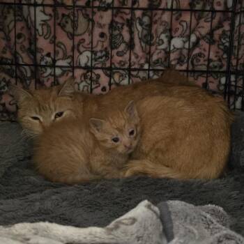 Domestic Short Hair Cats Available for Adoption in New York, New York - Reed | PetCurious