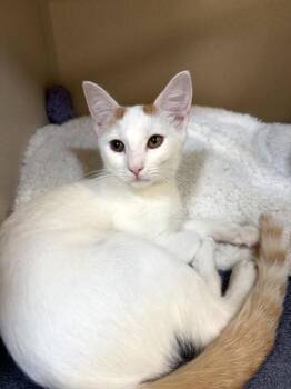 Louise -  Domestic Short Hair Cat for Adoption in New Hope, Pennsylvania - Louise | PetCurious