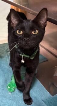 Emerald -  Domestic Short Hair Cat for Adoption in Little Rock, Arkansas - Emerald | PetCurious
