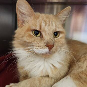 Domestic Long Hair Cats Available for Adoption in Liberty, Missouri - Ginger | PetCurious