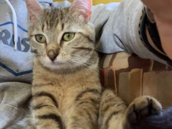 Abby Cadabby -  Domestic Short Hair Cat Available for Adoption in Shippensburg, Pennsylvania - Abby Cadabby | PetCurious