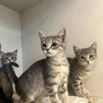 Misty -  Domestic Short Hair Cat for Adoption in Dayton, Ohio - Misty | PetCurious