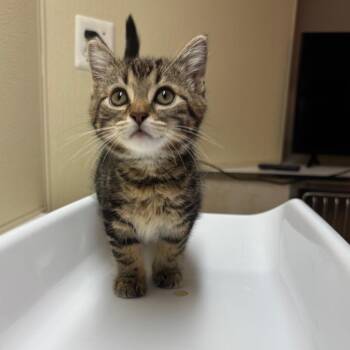 Cats in the cradle -  Domestic Short Hair Cat for Adoption in Fenton, Michigan - Cats In The Cradle | PetCurious