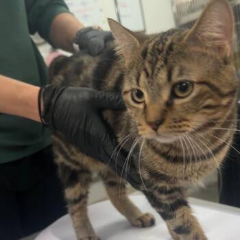 Drew -  Domestic Short Hair Cat for Adoption in Manhattan, Kansas - Drew | PetCurious