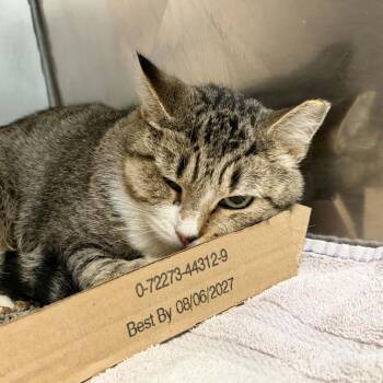 Lizzie Rose -  Domestic Short Hair Cat for Adoption in Lyndhurst, Virginia - Lizzie Rose | PetCurious