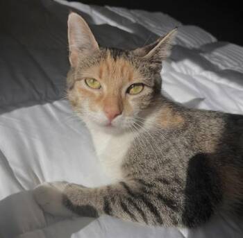 Domestic Short Hair Cats Available for Adoption in Ames, Iowa - SANDY | PetCurious