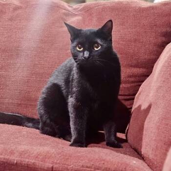 Rescue Domestic Short Hair Cats for Adoption in Fort Worth, Texas - Whisper | PetCurious