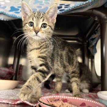 Sparrow -  Domestic Medium Hair Cat Available for Adoption in Las Vegas, Nevada - Sparrow | PetCurious