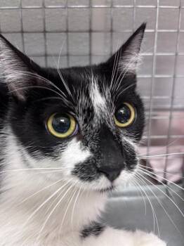 SIENNA -  Domestic Medium Hair Cat for Adoption in Las Vegas, Nevada - SIENNA | PetCurious