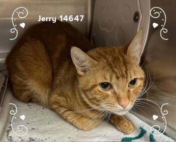 Rescue Domestic Short Hair Cats for Adoption in Marietta, Georgia - Jerry (683) | PetCurious