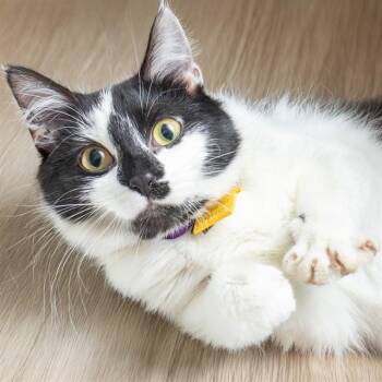 SALLY -  Domestic Short Hair Cat for Adoption in St. Louis, Missouri - SALLY | PetCurious