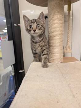 Kahlua -  Domestic Short Hair Cat for Adoption in San Antonio, Texas - Kahlua | PetCurious