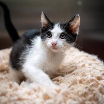 Yo-Yo -  Domestic Short Hair Cat for Adoption in Gainesville, Georgia - Yo-Yo | PetCurious