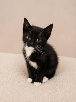 Stink bug -  Domestic Short Hair Cat for Adoption in Winnsboro, South Carolina - Stink Bug | PetCurious