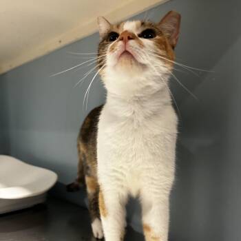 Marzipan -  Domestic Short Hair Cat for Adoption in Chattanooga, Tennessee - Marzipan | PetCurious