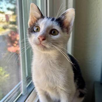 Rescue Domestic Short Hair Cats for Adoption in Richmond, Virginia - Violin | PetCurious