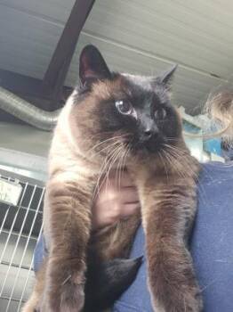 Siamese Cats Available for Adoption - Selena | PetCurious